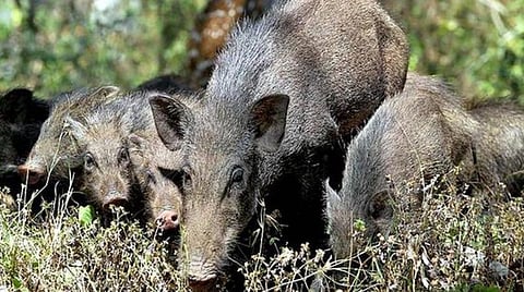 காஞ்சி அருகே காட்டுப்பன்றிகள் தொல்லை: நெற் பயிர்கள் சேதமடைந்ததால் விவசாயிகள் கவலை