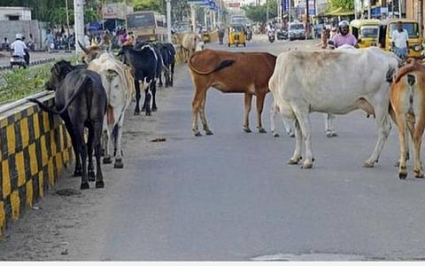சென்னையில் பொதுமக்களுக்கு இடையூறாக சுற்றித் திரிந்த 5,447 மாடுகள் பிடிப்பு