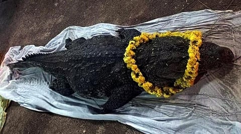 கேரளாவின் அனந்த பத்மநாப சுவாமி கோயிலில் முக்தி அடைந்தது ஆன்மிக சைவ முதலை