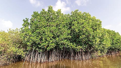 அலையாத்திக் காடுகள் இயற்கை அரண்