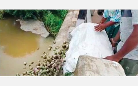 மகசூல் அதிகரிப்பு மற்றும் உரிய விலையில்லாததால், வேப்பனப்பள்ளி அருகே உள்ள கங்கோஜிகொத்தூர் மார்க்கண்டேய நதியில் கத்தரிக்காய்களை வீசும் விவசாயி.
