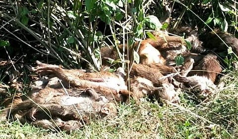 ஸ்ரீகாகுளம் | 45 குரங்குகளை விஷம் வைத்து கொன்ற கொடூரம்