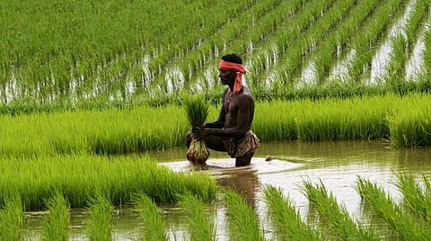 தமிழகத்தில் புதிதாக உருவாக்கப்பட்ட மாவட்டங்களில் பிரதமர் கிஸான் திட்டத்தில் இணைவதில் சிக்கல்: இணையதள பிரச்சினையால் விவசாயிகள் பாதிப்பு