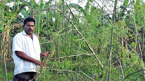 தொடர் மழை, பனிப்பொழிவால் ஓசூர் பகுதியில் முருங்கைக் காய் மகசூல் பாதிப்பு: சந்தையில் கிலோ ரூ.100-க்கு விற்பனை