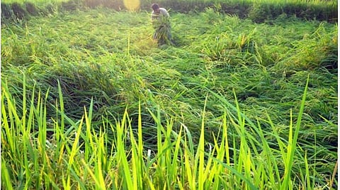 கோப்புப் படம்