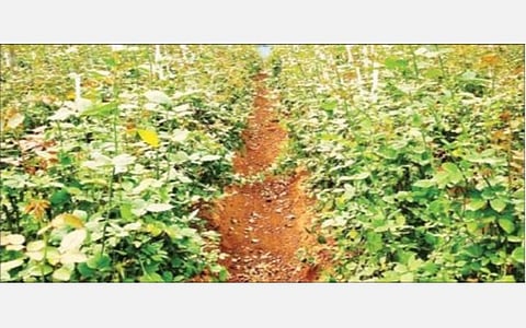 ஓசூர் பகுதியில் உள்ள பசுமைக்குடிலில், ‘டவுனியா’ நோய் தாக்கம் காரணமாக பூக்கள் இன்றி காணப்படும் ரோஜா செடிகள்.