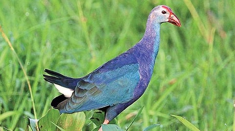 நீலத்தாழைக் கோழி