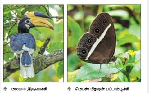 கோவை வனக்கோட்டத்தில் 170 வகை பட்டாம்பூச்சிகள், 228 வகை பறவைகள்: 2 நாள் கணக்கெடுப்பில் தகவல்