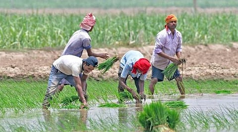 திண்டுக்கல்லில் விவசாய பணிக்கு தொழிலாளர்கள் பற்றாக்குறை: போதுமான நீர் ஆதாரம் இருந்தும் சாகுபடி பரப்பளவை அதிகரிக்க தயங்கும் விவசாயிகள்