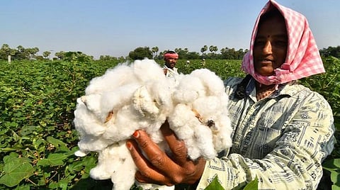 பஞ்சு விலை 10 நாட்களில் ஒரு கேண்டிக்கு ரூ.7,000 அதிகரிப்பு