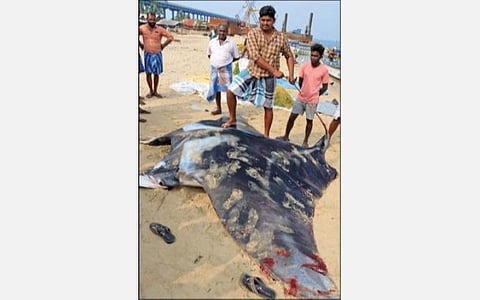 பாம்பன் மீனவர்கள் வலையில் சிக்கிய ராட்சத யானை திருக்கை மீன்