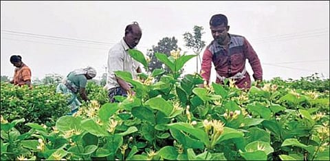 திண்டுக்கல் மாவட்டம், நிலக்கோட்டை பகுதியில் சாகுபடி செய்யப்பட்டுள்ள மல்லிகைச் செடியில் பூக்களை பறிக்கும் தொழிலாளர்கள்.