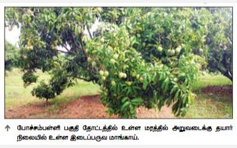போச்சம்பள்ளி பகுதி விவசாயிகளுக்கு ‘இனிக்கும்’ இடைப்பருவ மாங்காய் மகசூல்: ஒரு டன் ரூ.70,000-க்கு கொள்முதல்