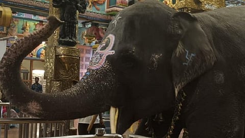 புதுச்சேரி மணக்குல விநாயகர் கோயில் யானை மறைவு: ஆளுநர் தமிழிசை இரங்கல்