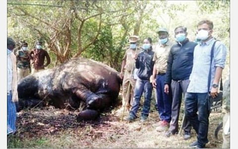 உரிகம் அருகே உன்சேபச்சிகொல்லை சரகப் பகுதியில் யானைகளுக்குள் ஏற்பட்ட மோதலில், இறந்த பெண் யானை