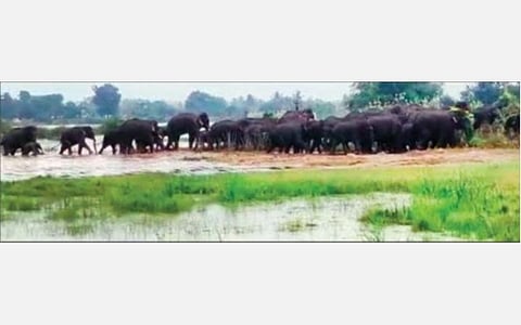 உரிகம் வனச்சரகத்துக்கு உட்பட்ட நாகமங்கலம் ஏரியில் நேற்று குளித்துவிட்டு வெளியேறிய யானைகள் கூட்டம்