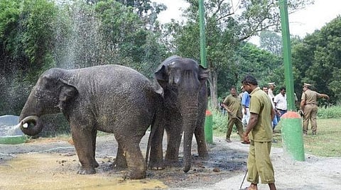 ரெனால்ட் நிசான் நிறுவன சமூக பொறுப்பு நிதியில் வண்டலூர் பூங்காவில் யானை பராமரிப்பு வசதி