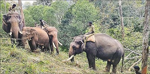 கூடலூர் | நீடில் ராக் வனப்பகுதியில் மயக்க ஊசி செலுத்தி பிடிக்கப்பட்ட மக்னா யானை: கும்கிகள் உதவியுடன் சுற்றிவளைத்த வனத்துறையினர்
