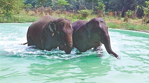 உயிரியல் பூங்கா செல்ல பழகு!