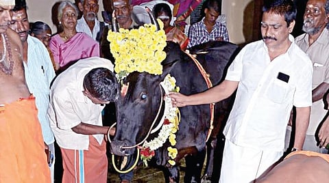 கோவையில் 9 வகை உணவுகளுடன் பசுவுக்கு வளைகாப்பு நடத்திய சிவனடியார்கள்