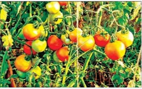 கிருஷ்ணகிரி அருகே தின்னகழனி பகுதியில் உள்ள தக்காளி தோட்டம்.