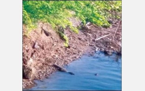 சிதம்பரத்தில் உள்ள பாலமான் ஓடை கரையில் படுத்துக் கிடக்கும் முதலை.