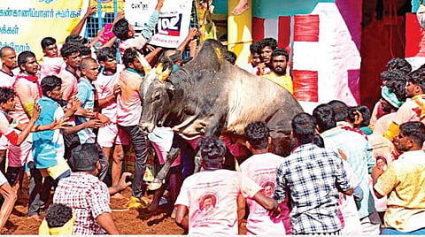 பாலமேடு ஜல்லிக்கட்டில் வாடிவாசலில் இருந்து சீறி பாய்ந்து வந்த காளை. (கோப்பு படம்)