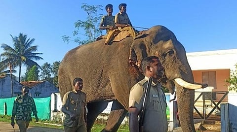‘கருப்பன்’ யானையை விரட்ட 2 கும்கி யானைகள் வரவழைப்பு: தாளவாடி விவசாயிகள் நிம்மதி