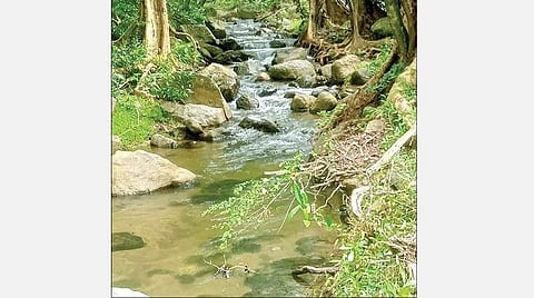 ஸ்ரீவில்லிபுத்தூர் மேற்குத் தொடர்ச்சி மலை வனப்பகுதியில் நீரூற்றுகளால் உருவாகியுள்ள ஓடை.