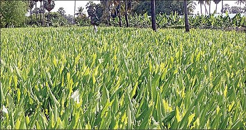 தூத்துக்குடி அருகே ஜக்கம்மாள்புரத்தில் செழித்து வளர்ந்துள்ள மஞ்சள்செடிகள். இவை பொங்கலுக்கு முன் அறுவடை செய்யப்படும்.