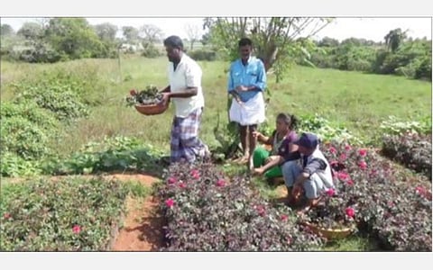கிருஷ்ணகிரி மாவட்டம் அகலக்கோட்டை பகுதியில் உள்ள பண்ணையில் ரோஜா நாற்றுகளை கொள்முதல் செய்யும் விவசாயிகள்.