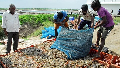 இந்திய பொருளாதாரம் 2023 - துள்ளிக் குதிக்கும் மீன்வளத் துறை