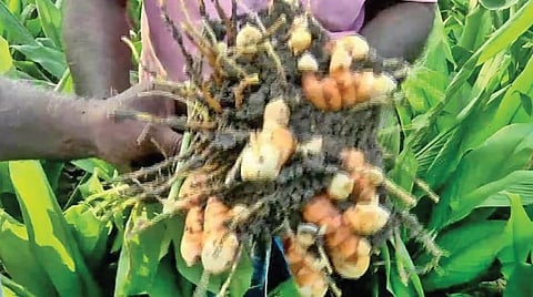 புதுவையில் சுருங்கிப் போனது பொங்கல் மஞ்சள் சாகுபடி: அரசின் பொங்கல் பரிசுப் பொருளில் மஞ்சள் குலை சேருமா?