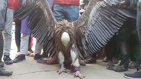 உத்தரப் பிரதேசத்தின் கான்பூர் நகரில் பிடிபட்ட இமயமலை பாறு கழுகு