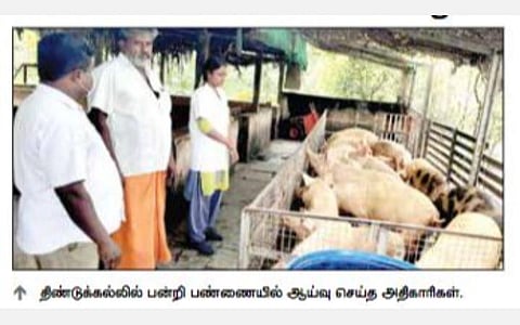 ஆப்ரிக்கன் பன்றி காய்ச்சல் எதிரொலி: பன்றி வளர்ப்பு பண்ணைகளில் அதிகாரிகள் ஆய்வு