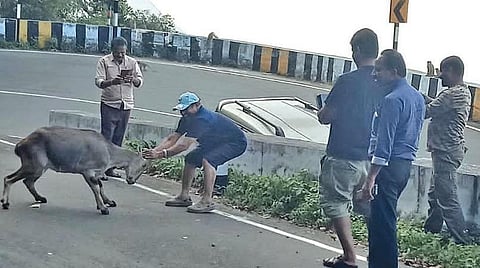 வால்பாறை மலைப்பாதையில் வரையாட்டை துன்புறுத்தியதாக சுற்றுலா பயணிகள் இருவர் கைது