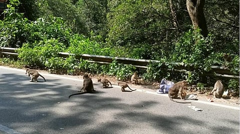 வீசப்படும் உணவுகளுக்காக சாலைக்கு வரும் குரங்குகள்.