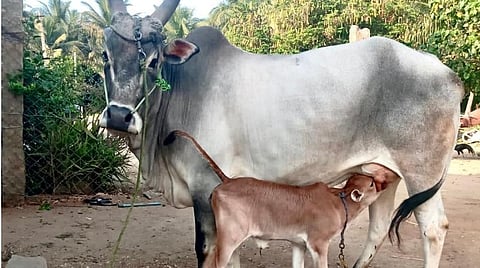 பாலமேடு ஜல்லிக்கட்டில் கடந்தாண்டு முதல்பரிசு வென்ற ஜல்லிக்கட்டு காளையின் உரிமையாளருக்கு வழங்கப்பட்ட கன்றுடன் கூடிய நாட்டின பசுமாடு
