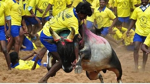 மதுரை பாலமேடு, திருச்சி சூரியூர் ஜல்லிக்கட்டு போட்டி தொடங்கியது: இளைஞர்கள் உற்சாகம்