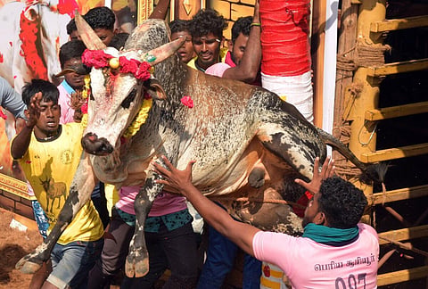 திருச்சி மாவட்டம் சூரியூர் ஜல்லிக்கட்டில் வாடிவாசலில் இருந்து துள்ளிக்குதித்து வெளியே வரும் காளை