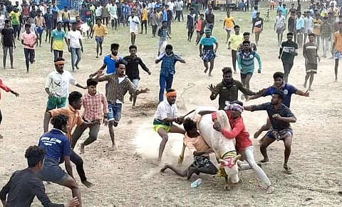 மஞ்சுவிரட்டு | கோப்புப்படம்