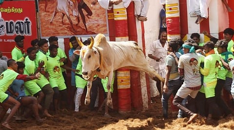 மதுரை அலங்காநல்லூர் ஜல்லிக்கட்டில் வாடிவாசலில் இருந்து சீறிப் பாய்ந்த காளை