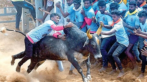சிராவயல் மஞ்சுவிரட்டில் காளையை அடக்கிய வீரர். படம்: எல்.பாலச்சந்தர்
