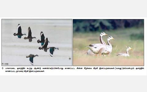 நெல்லை, தென்காசி, தூத்துக்குடியில் தாமிரபரணி பறவைகள் கணக்கெடுப்பு: தன்னார்வலர்கள் முன்பதிவு செய்ய அழைப்பு