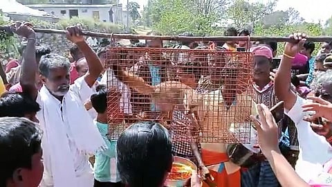 வாழப்பாடி அருகே உள்ள கொட்டவாடி கிராமத்தில் தடையை மீறி வங்கா நரியை பிடித்து ஊர்வலமாக எடுத்து வந்த கிராம மக்கள்