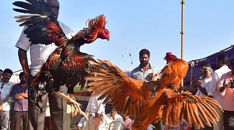 பொங்கல் பண்டிகையை முன்னிட்டு, திருவள்ளூர் அருகே தங்கானூர் கிராமத்தில் நேற்று 3 நாள் சேவல் சண்டை போட்டிகள் தொடங்கின.