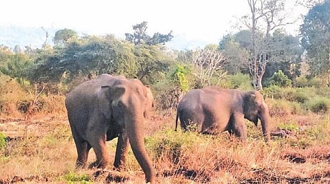முதுமலை வனப்பகுதியில் கடும் வறட்சி நிலவுவதால் முதுமலை - கக்கநல்லா சாலையோரம் மேய்ச்சலில் ஈடுபட்ட புள்ளி மான், யானைகள் கூட்டம்.
படங்கள்: ஆர்.டி.சிவசங்கர்.