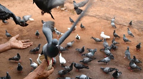 உ.பி.யில் பூனை காணாமல் போனதால் கோபம் 35 புறாக்களை விஷம் வைத்து கொன்ற பெண்