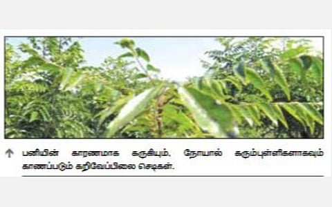 பனிப்பொழிவால் கருகும் கறிவேப்பிலை செடிகள்: இழப்பீடு வழங்க அரசுக்கு கோரிக்கை