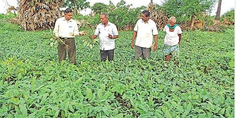 சம்பா நெல் தரிசில் பயறு சாகுபடிக்கு மானிய விலையில் உளுந்து, பயறு விதைகள் - விவசாயிகள் பெற்றுக்கொள்ள அமைச்சர் வேண்டுகோள்